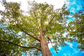 Best Tree Risk Assessment  in Maple Lake, MN